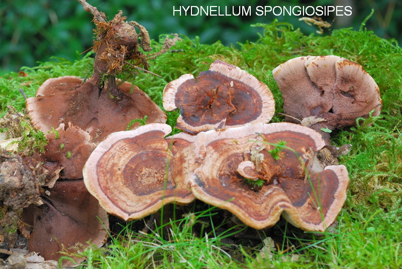 Hydnellum spongiosipes-amf916.jpg - Hydnellum spongiosipes ; Syn1: Hydnum velutinum ; Syn2: Hydnellum velutinum var.spongiosipes ; Nom français: Hydne velouté